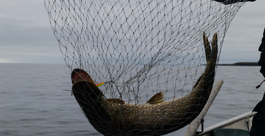 Cumings Nets